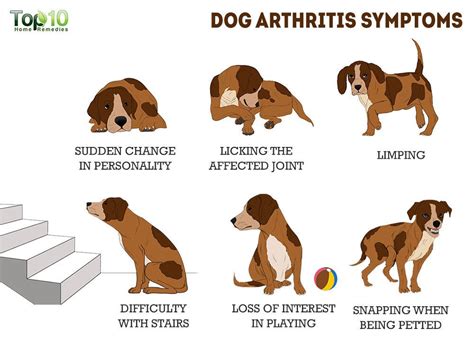 Biography approach to arthritis in dogs