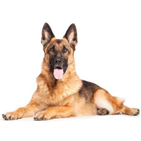 Biography of german shepherd