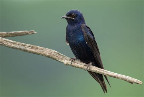 Biography on purple martins