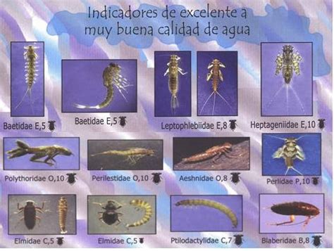 Bioindicadores de contaminación en sistemas acuáticos (insectos acuáticos). - Anmerkungen über die geschichte der kunst des alterthums..