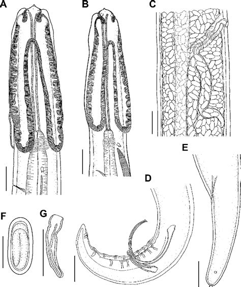 Biología y taxonomía del género echinocephalus molin, 1858 (nemátoda:gnathostomidae). - Ciro imparato la tua voce puo cambiarti la vita.