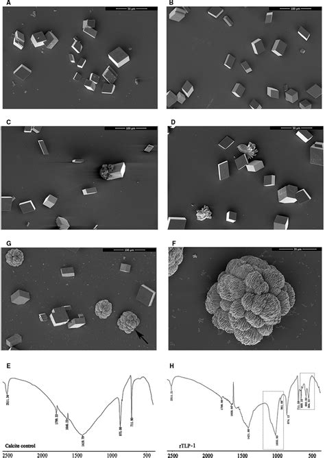 Biological Control on Calcite Crystallization by …