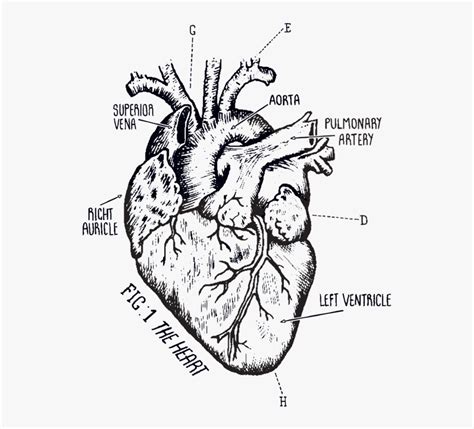 Biological Heart Drawing Illustrations & Vectors