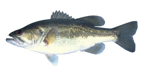 Biological Synopsis of Largemouth Bass (Micropterus salmoides)