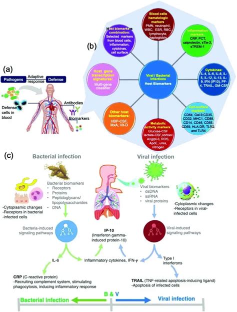 Biological marker definition of biological ... - Medical Dictionary