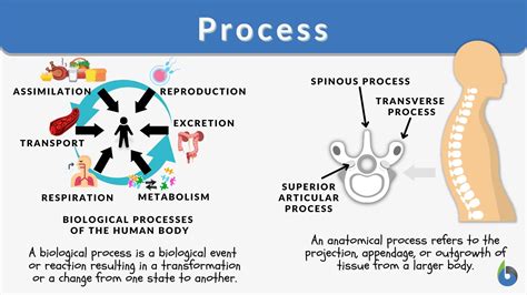 Biological process - Definition, Meaning & Synonyms