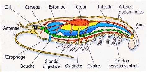 Biologie d'une population de crevettes penaeus indicus h. - Katharina von medici [hardcover] by orieux, jean.
