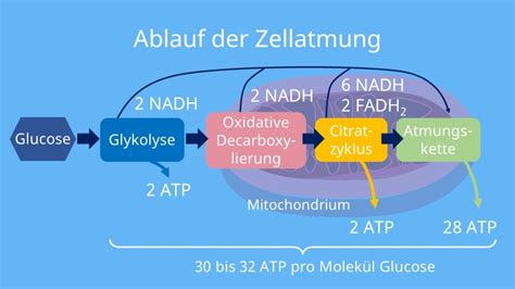 Biologie leitfaden für zellatmung und fermentation. - Fondamentale del manuale della soluzione di fisica della nona edizione in.