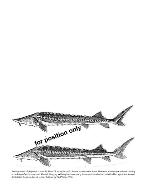 Biology, fisheries, and conservation of sturgeons and paddlefish in …