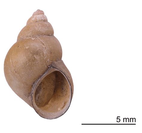 Biology:Bithynia misella - HandWiki