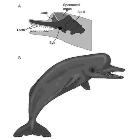 Biology:Diaphorocetus - HandWiki