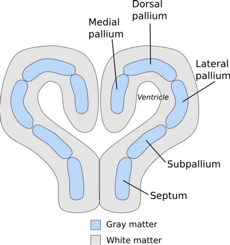 Biology:Pallium (neuroanatomy) - HandWiki