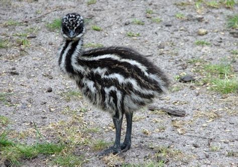 Biology - EMU