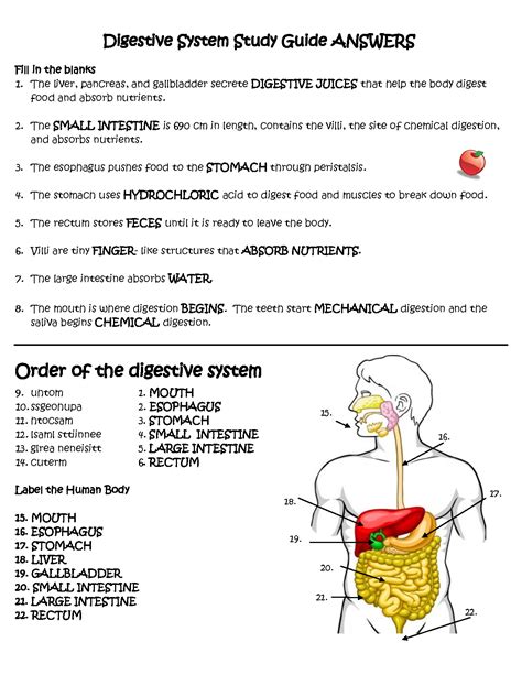 Biology 12 digestive system study guide answers. - Apuntes para la historia del buen retiro.