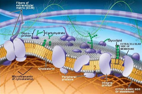 Biology AP Chapter 7 Membrane Structure and Function
