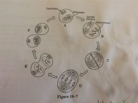 Biology Chapter 10 vocabulary Flashcards Quizlet