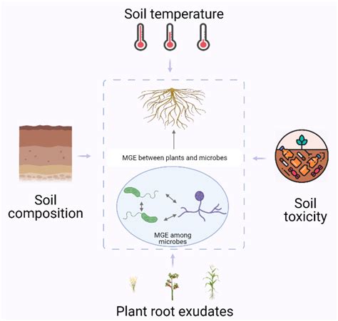 Biology Free Full-Text Rhizospheric Communication through …