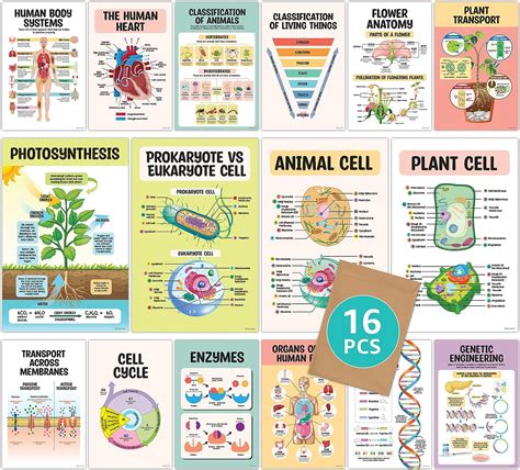 Biology Posters & Prints Zazzle