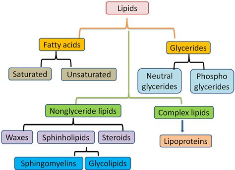 Biology Revision Notes on Lipids Classification and Functions