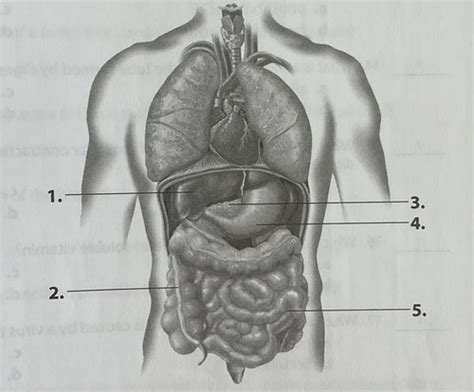 Biology exam 4 Flashcards Quizlet