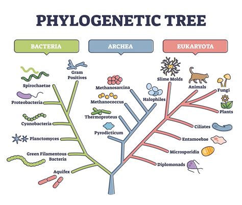 Biology phylogeny tree of life guide answers. - El nuevo fuero contencioso administrativo de la provincia de buenos aires.