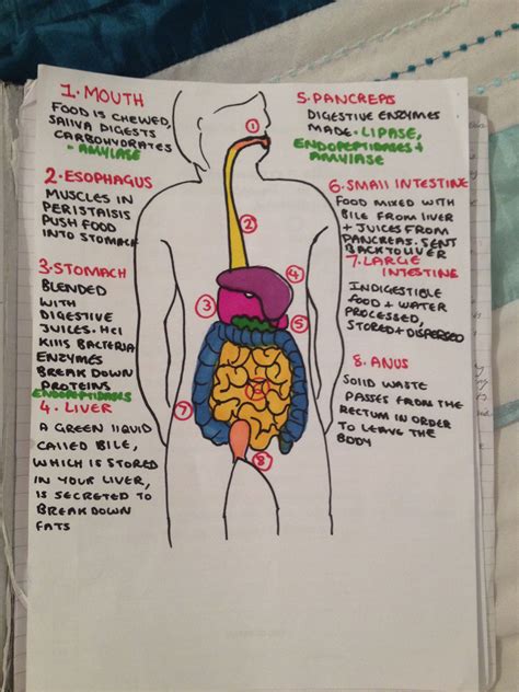 Biology study guide review for digestive system. - Annibal caro e la città di castro..