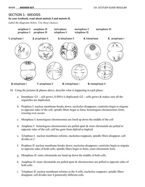 Biology study guide section 1 meiosis answers. - Shakespeare a beginners guide beginners guides.