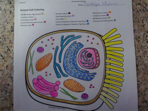 Biologycorner com. Sep 28, 2019 · Reinforcement: Cell. This is a practice worksheet for students who are learning structures found in the cell. A list of terms can be matched with descriptions and definitions. The same terms can be used to label a diagram of an animal cell. I use reinforcement worksheets for review or remediation. I will give students 10 minutes to answer the ... 