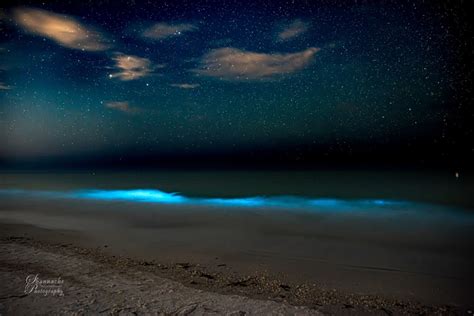 Bioluminescent algae bloom dazzles beachgoers on Florida island