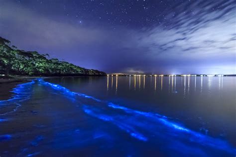 Bioluminescent bay vieques island puerto rico. Feb 20, 2017 · 3 Facts About Bioluminescent Bays. There are only five bioluminescent bays in the world and three of them are are in Puerto Rico. The most popular, Mosquito Bay, is located on the island of Vieques off the east coast of the main island of Puerto Rico. There is also Laguna Grande on the north side of the island in Fajardo and La Parguera on the ... 