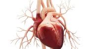 Biomarker Discovered for Most Common Form of Heart Failure