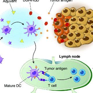 Biomaterial-based scaffold for in situ chemo-immunotherapy to …