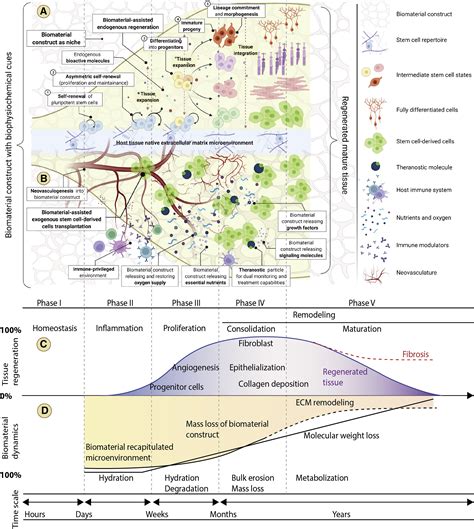 Biomaterials to enhance stem cell transplantation - PubMed