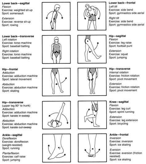 Biomechanics and Body Movement