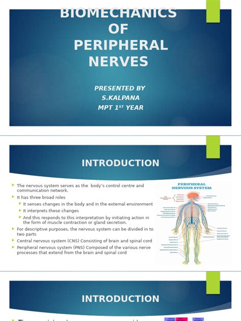 Biomechanics of peripheral nerves.  Although some aspects of This lectur...