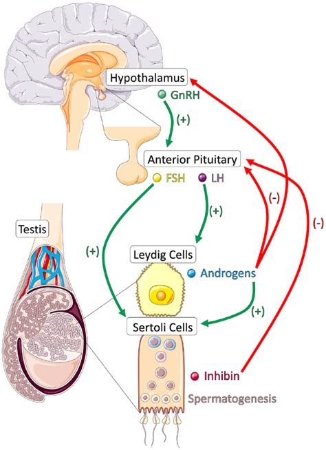 Biomedicines Free Full-Text Hypothalamic-Pituitary-Ovarian Axis …