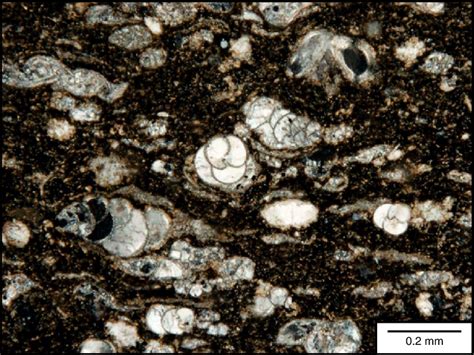 Fact sheet. S12. Limestone - Peloidal-rich biomicrite / wakestone. This sample can be classified using the Dunham/Folk Classification. Dark grey fine grained limestone with ostracod fragments. Dark muddy lst with >10 % grains mud supported. % content: grains 20% (mostly ostracod / brachs <0.5 mm), sparite cement 10% (mainly within bivalved ... . 