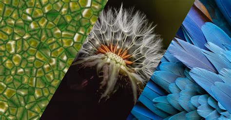 Biomimicry and Medicine