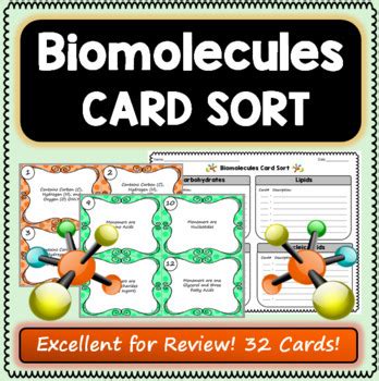 Biomolecule Activities Teaching Resources TPT