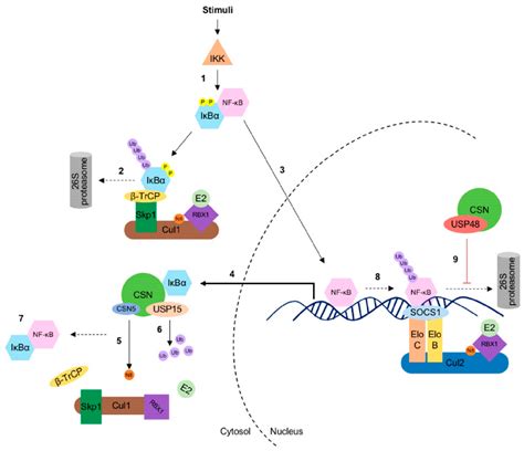 Biomolecules Free Full-Text The COP9 Signalosome: A Multi …