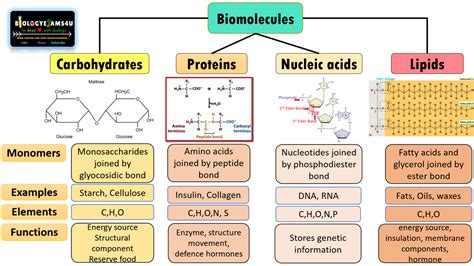 Biomolecules class 11. Learn about the chemical composition and classificat...