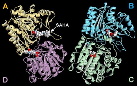 Biophysical Mechanism of the SAHA