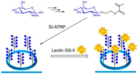 Biosensors Free FullText Rapid DropTest for Lectin Binding with