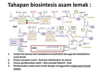 Biosintesis Lipid - BIOSINTESIS LIPID Biosintesis asam lemak