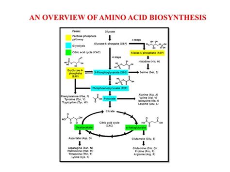 Biosynthesis of essential amino acids pdf.  Biosynthesis is defined as the sequen...