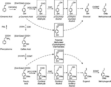 Biosynthesis of eugenol. Download Scientific Diagram