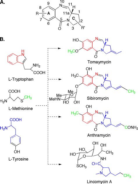 Biosynthesis of sibiromycin, a potent antitumor antibiotic