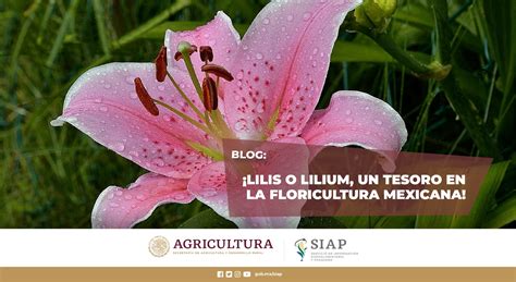 Biotecnología y empleo en la floricultura mexicana. - Handbuch für rettungsschwimmer des roten kreuzes.