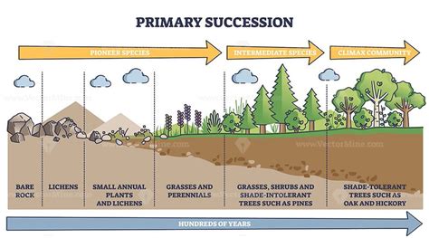 Biotic or Ecological Succession Succession on Bare …