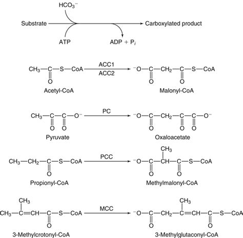 Biotin and Pantothenic Acid Basicmedical Key